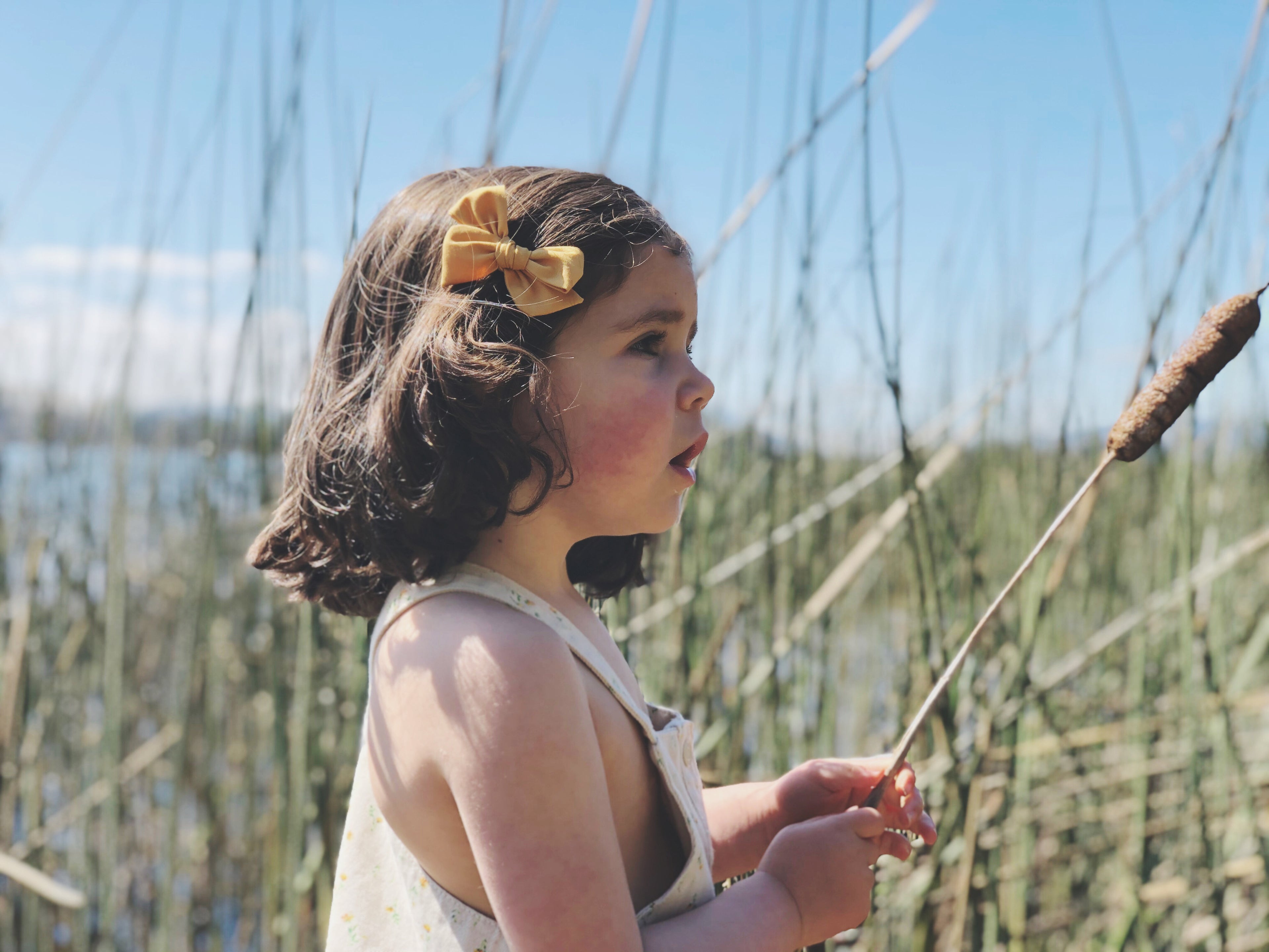 Tulipán mediana - Amarillo